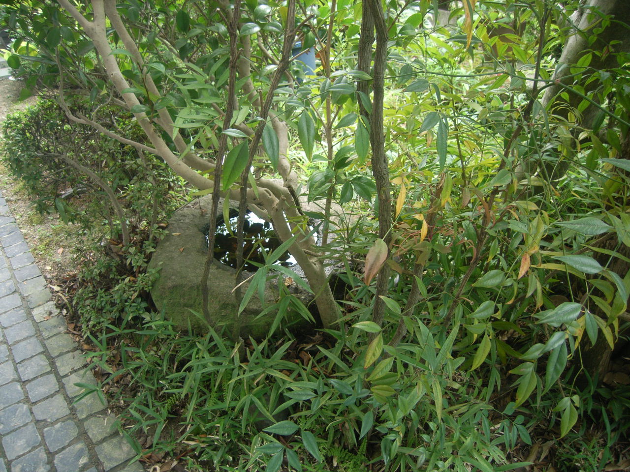 限られた空間で機能性も重視した日本庭園 BEFORE