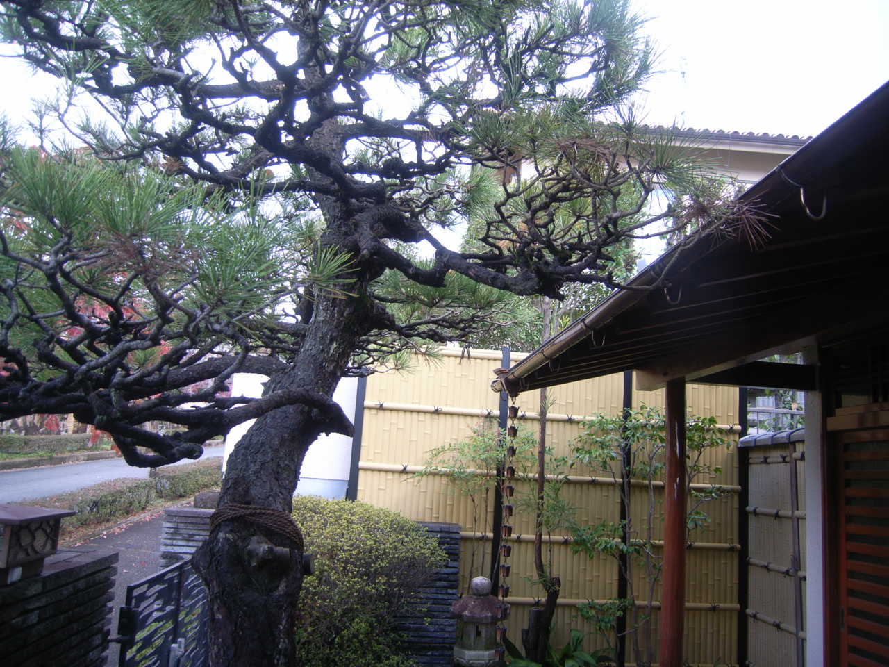木作り剪定　引き継ぐ日本庭園 AFTER