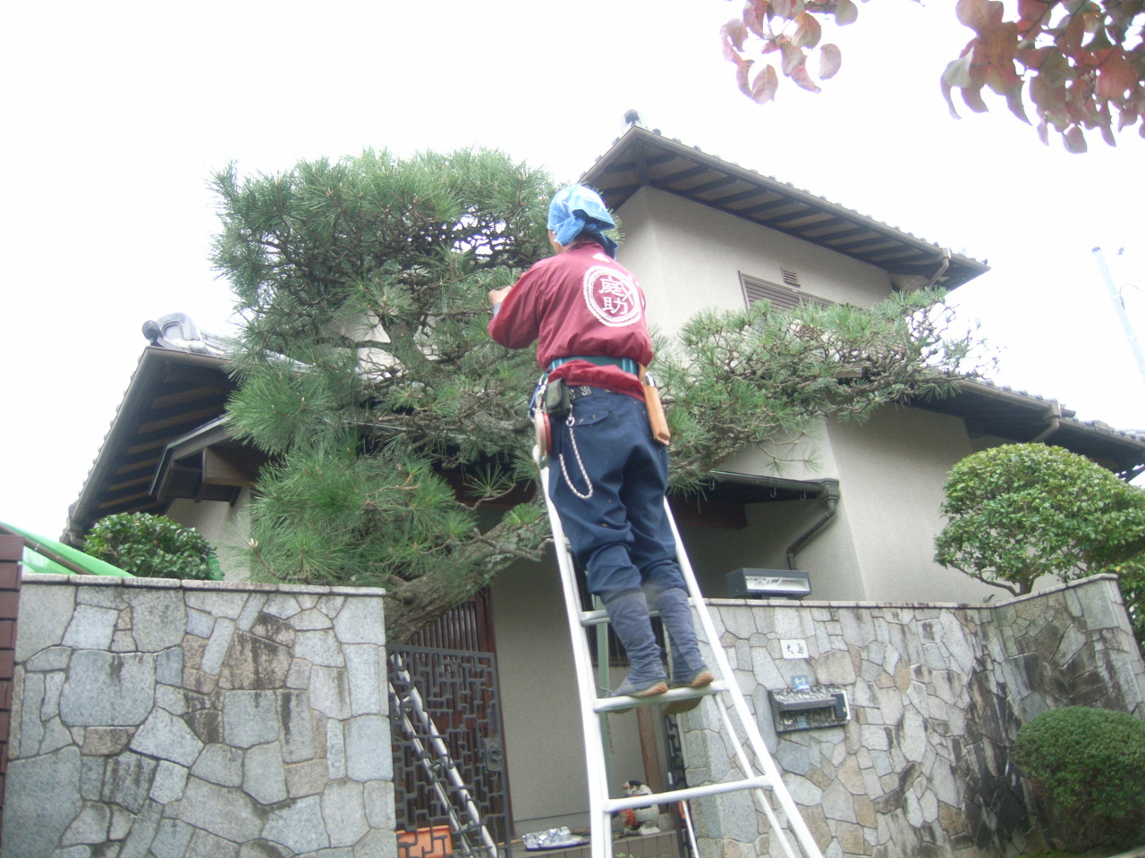 剪定　愛そう日本庭園 BEFORE